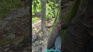 Bengal monitor lizard গোসাপ wildlife monitorlizard monitorlizards gosap গোসাপ jungle [upl. by Chem]