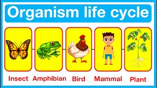 Organism Life Cycles 🤔  Insect Amphibian Bird Mammal amp Plant Life Cycles  Easy learning video [upl. by Prentiss]