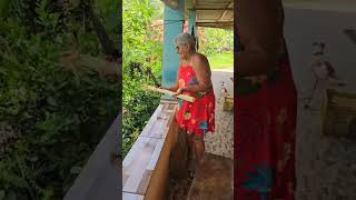 José Maria e Maria José🥰 descascando cana fazenda video yotubeshorts shortvideo roça cat cat [upl. by Taber355]