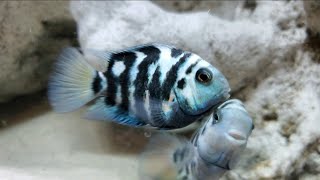 Showcasing The Polar Blue Parrot Cichlid Amatitlania Nigrofasciata [upl. by Gaskin]