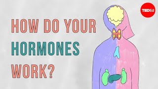 How do your hormones work  Emma Bryce [upl. by Eleph]