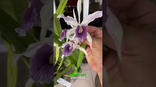 Orquídeas CATTLEYA purpurata [upl. by Lupiv]