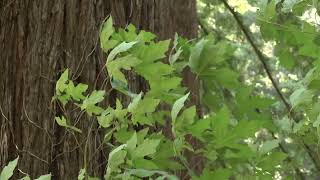 Hike Butano State Park with Latino Outdoors [upl. by Llyrad729]