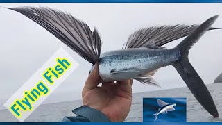 Flying Fish  Fish that can fly  Natures wonder  Underwater mystry [upl. by Esirrehc]