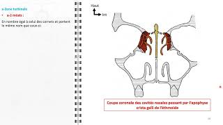 ANATOMIE FMPM LES FOSSES NASALES [upl. by Cantlon]