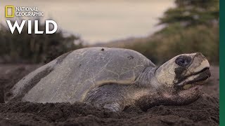 Sea Turtles Nest in Costa Rica  Nat Geo WILD [upl. by Atram]