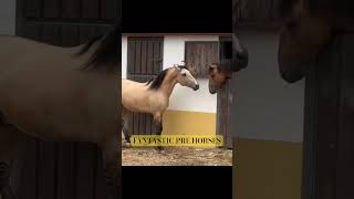 EXCLUSIVE STALLION BUCKSKIN  DUN 5 years 166 meters PURE LUSITANO For sale [upl. by Ayote]