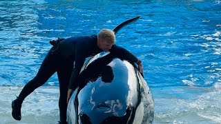 Seaworld 60 years celebration🎉 latest Orca encounter full show orcaencounter youtube video viral [upl. by Shreve801]