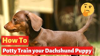 How to Potty Train a Dachshund puppy The Easiest method Possible [upl. by Serdna]