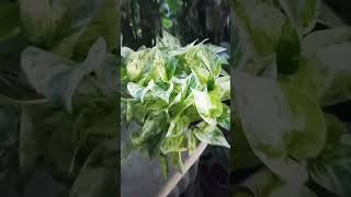 Stunning marble pothos music ailaxorchids pothosvarieties [upl. by Chisholm]