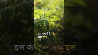 Seeds amp Nursery Plants Business Idea  Meeting Sitting shorts business nursery [upl. by Milissent]