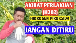 AKIBAT PERLAKUAN HIDROGEN PIROKSIDA H202 KANGAN DITIRU  Ali warsono [upl. by Maison484]