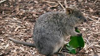 Facts About Kangaroo Rat [upl. by Asit]