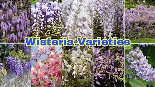 Best Wisteria Flower Varieties [upl. by Yauqram]