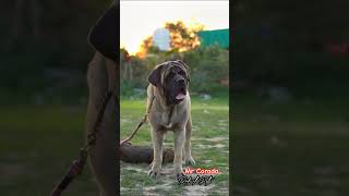 Mr Corado  English Mastiff rahulpets love shortsfeed pets mastiff englishmastiffs [upl. by Siraj]