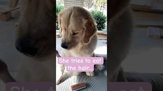 GROOMING TRANSFORMATION of a goldenretriever 💪🏻🐶 satisfyingvideo doglovers dogvideos clean [upl. by Nomad]