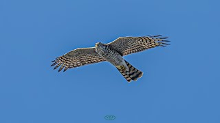 새매 정찰비행 A sparrowhawk in flight [upl. by Tnaryb]