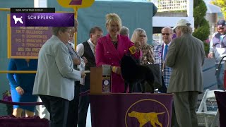 Schipperkes  Breed Judging 2023 [upl. by Eerahc68]