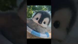 The Most Playful Penguins Youll Ever See 🐧✨ cute penguin animals funny edit pets [upl. by Ardnaxila]