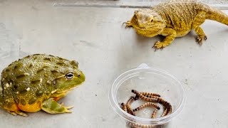 Can frogs and lizards solve difficult problems together African bullfrog bearded dragon [upl. by Shena140]