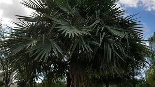 Copernicia alba quotSilverquot  The Truth Behind the Caranday Wax Palm From Brazil [upl. by Glynias437]