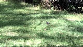 Fantailed Warbler Arizona [upl. by Chatwin]