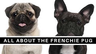 All About The French Bulldog Pug Mix Frenchie Pug [upl. by Varuag520]