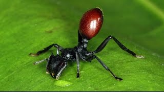 Cephalotes atratus contaminada por Myrmeconema neotropicum [upl. by Ellenrad]