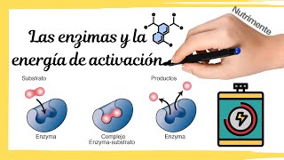 Las ENZIMAS y la ENERGÍA DE ACTIVACIÓN [upl. by Vickey]