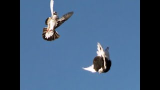 Roller Pigeons Show with Slow Motion 2020 [upl. by Kasper257]