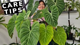 Philodendron Gloriosum  Beginners Guide  Care Tips 💕 [upl. by Anaibib563]