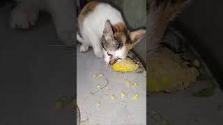 Kitten eating corn [upl. by Imac]