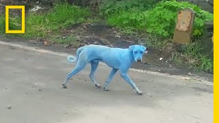 Blue Dogs Spotted in India—Whats Causing It  National Geographic [upl. by Ahsienahs]