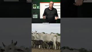 Você sabe qual o objetivo de suplementar o seu rebanho 🐂 gadodecorte zootecnia nutricaoanimal [upl. by Jaqitsch]