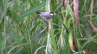 爪哇禾雀  文鳥 Java sparrow [upl. by Mohorva442]