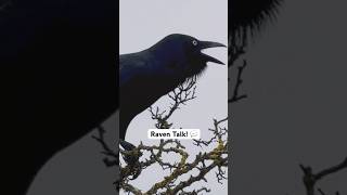 Amazing Raven Talking and Singing Sounds [upl. by Mylander]