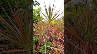 Dracaena marginata shorts plants dracaena [upl. by Meid462]