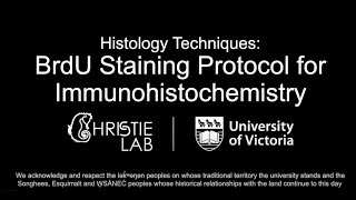 BrdU Immunohistochemical Staining Protocol [upl. by Druce]