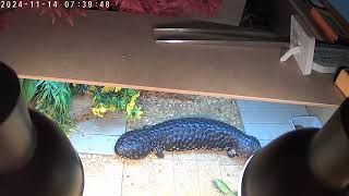 female shingleback skink [upl. by Lotson369]