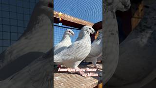 American Show Racer Pigeon Grizzle ASR Pigeon by Milan România 🇷🇴 [upl. by Hasen]