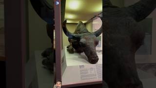 50000 years old Bison 🦬 shorts bison viralshorts amazingfacts since dinosaur [upl. by Annalla]