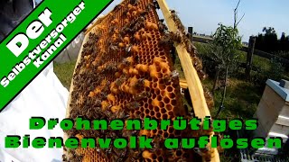 Drohnenbrütiges Bienenvolk auflösen [upl. by Nicolle]