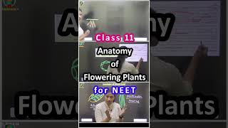 Anatomy of Flowering Plants Class 11 One Shot NEET [upl. by Ilaw]