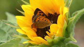 Small Copper Butterfly Visits Dwarf Sunflower for Nectar [upl. by Hannaoj]