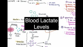 Blood Lactate Levels [upl. by Kiehl]