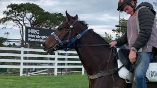 Hanseatic x Lonhgoal  2yr old filly [upl. by Zildjian]