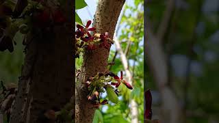 Bee is pollinating Averrhoa Bilimbi plant ☘️What a majestic scene in the morning pollinate nature [upl. by Ahsatniuq557]