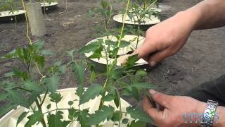 Episode 4  How to grow tomatoes and other veggies in a water saving way [upl. by Asha]