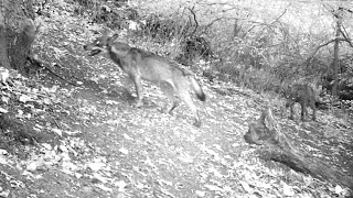 Videotrappolaggio  4 lupi seguono i cinghiali RisNatMarcigliana  Roma [upl. by Robi]