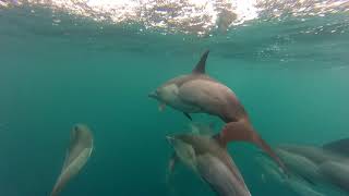 Dolphins in Port Gentil  Gabon [upl. by Lohcin]